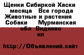 Щенки Сибиркой Хаски 2 месяца - Все города Животные и растения » Собаки   . Мурманская обл.,Видяево нп